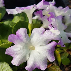 Primula allionii Pink Ice