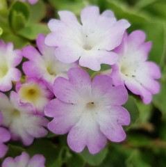 Primula allionii Wharfdale Ling