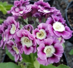 Primula auricula Beatrice