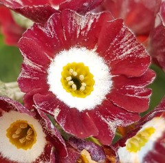 Primula auricula Blush Baby