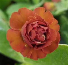 Primula auricula Cinnamon