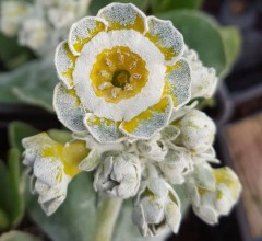 Primula auricula Coffee (Fancy)