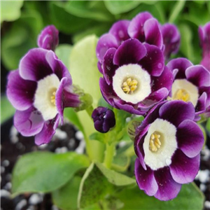 Primula auricula Douglas Bader