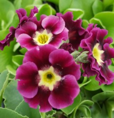 Primula auricula Eden Fanfare