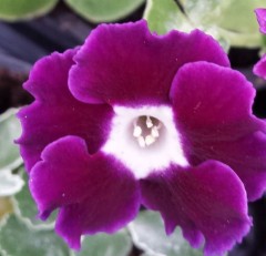 Primula auricula Eden Royalty