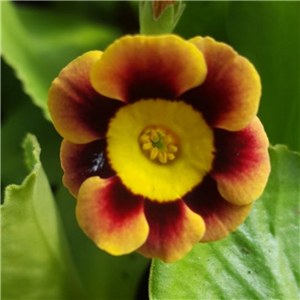 Primula auricula First Lady