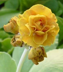 Primula auricula Golden Splendour