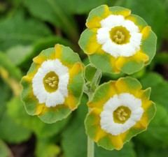 Primula auricula Greenpeace