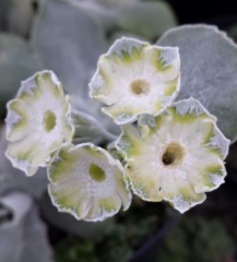 Primula auricula Helen Ruane