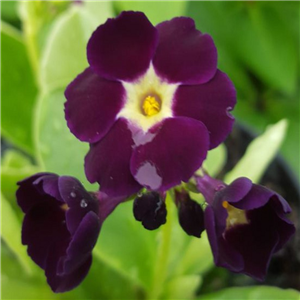 Primula auricula Hurstwood Midnight