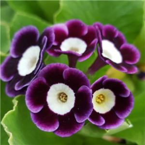 Primula auricula Quarry Lane