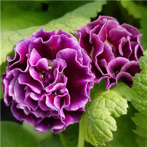 Primula auricula Rose Conjou