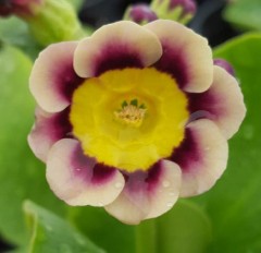 Primula auricula Sirius