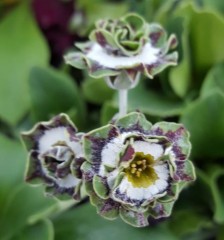 Primula auricula Sword