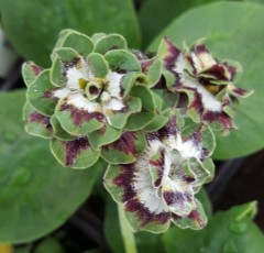 Primula auricula Sword