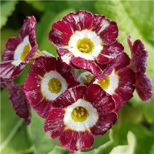 Primula auricula Tay Tiger