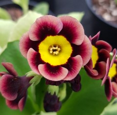 Primula auricula Tummel