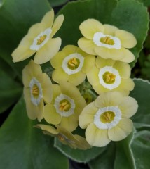 Primula auricula Twiggy