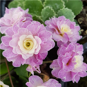 Primula Belarina Pink Ice