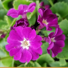 Primula x pubescens Boothmans Variety