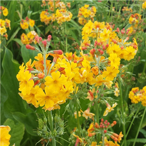 Primula bulleyana