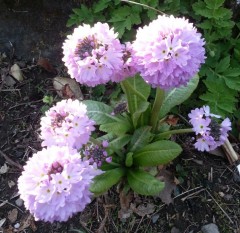 Primula denticulata mixed colours