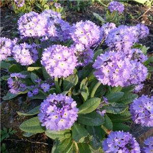 Primula denticulata Lilac