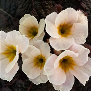 Primula Drumcliff