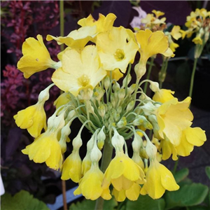 Primula florindae