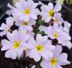 Primula Iris Mainwaring