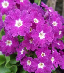 Primula x pubescens Boothmans Variety