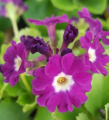 Primula x pubescens Boothmans Variety