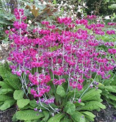 Primula pulverulenta