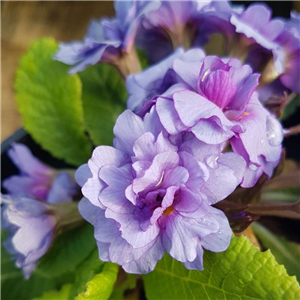 Primula Purple Storm