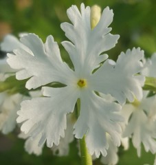 Primula sieboldii 10