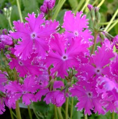 Primula sieboldii Kokoroiki