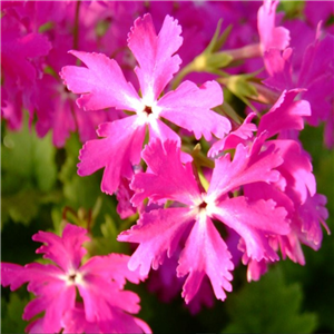 Primula sieboldii Koto-no-shirabe