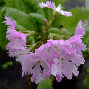 Primula sieboldii Kurama