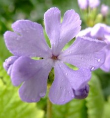 Primula sieboldii Manakoora