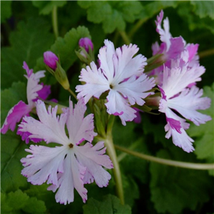 Primula sieboldii Miho-no-koji