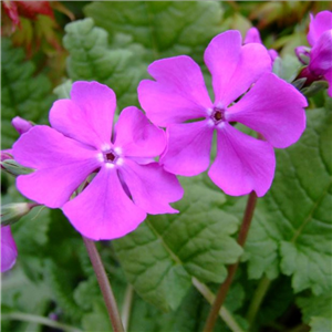 Primula sieboldii Miyuki