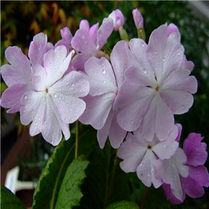 Primula sieboldii Sakuragawa