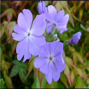 Primula sieboldii Sinnkirou