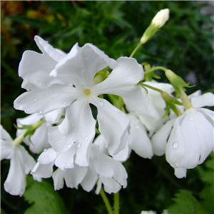 Primula sieboldii Sousiarai