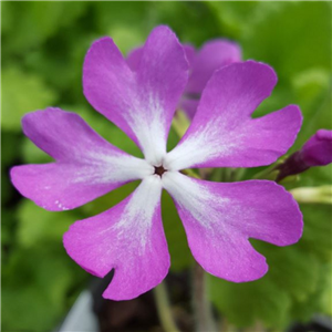 Primula sieboldii Arimayama