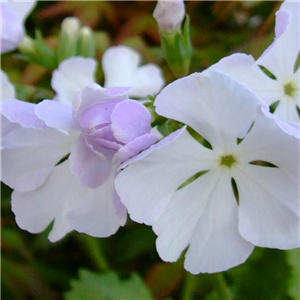 Primula sieboldii Ankoan