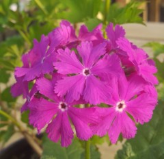 Primula sieboldii Benjamin