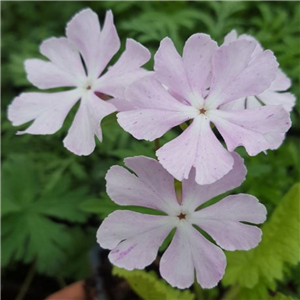 Primula sieboldii Blush Pink