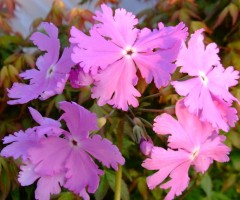 Primula sieboldii Bureiko