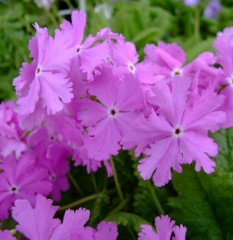 Primula sieboldii Bureiko